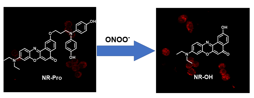 Development of a Near-Infrared Fluorescent Probe Based on Nile Red for ONOO–  and Its Imaging Applications