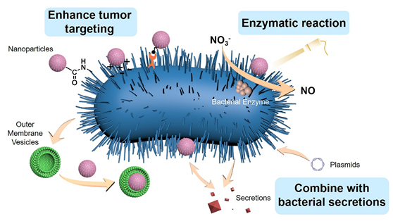 Combination of Nanomaterials and Bacteria for Tumor Treatment