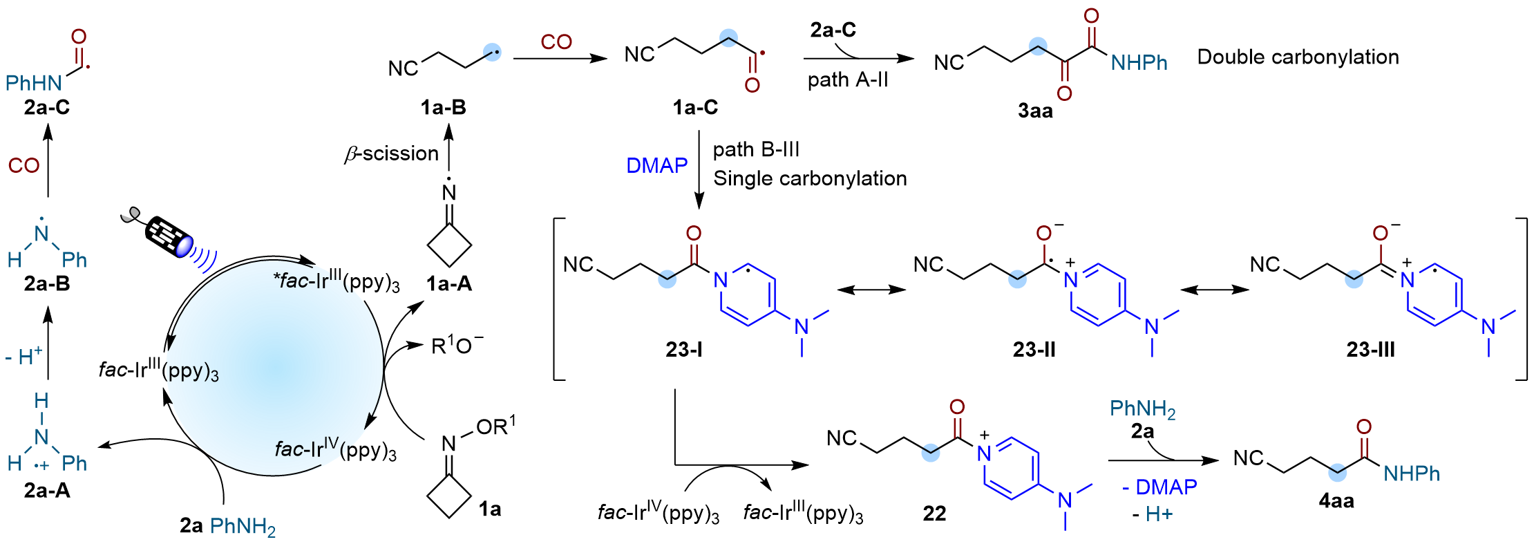 Switchable Radical Carbonylation By Philicity Regulation