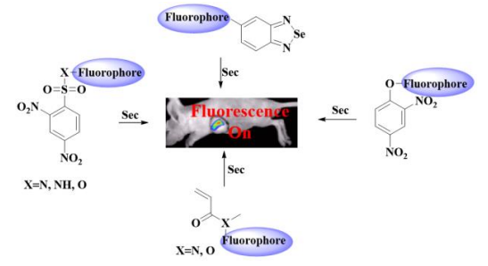 Construction Strategy and Imaging of Highly Selective Selenocysteine Fluorescent Probes